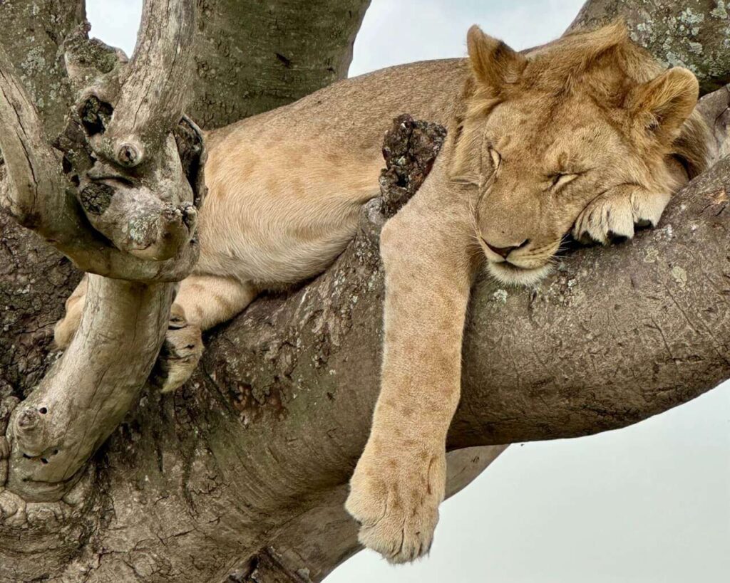 Tanzánia, Zanzibar – Safari v Serengeti, Ngorongoro, Tarangire a oddych na Zanzibare