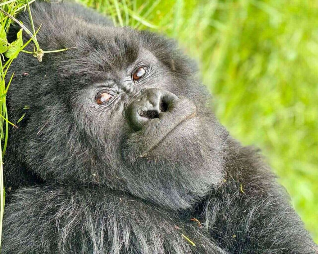Uganda – gorily, safari, pygmejovia a kultúra
