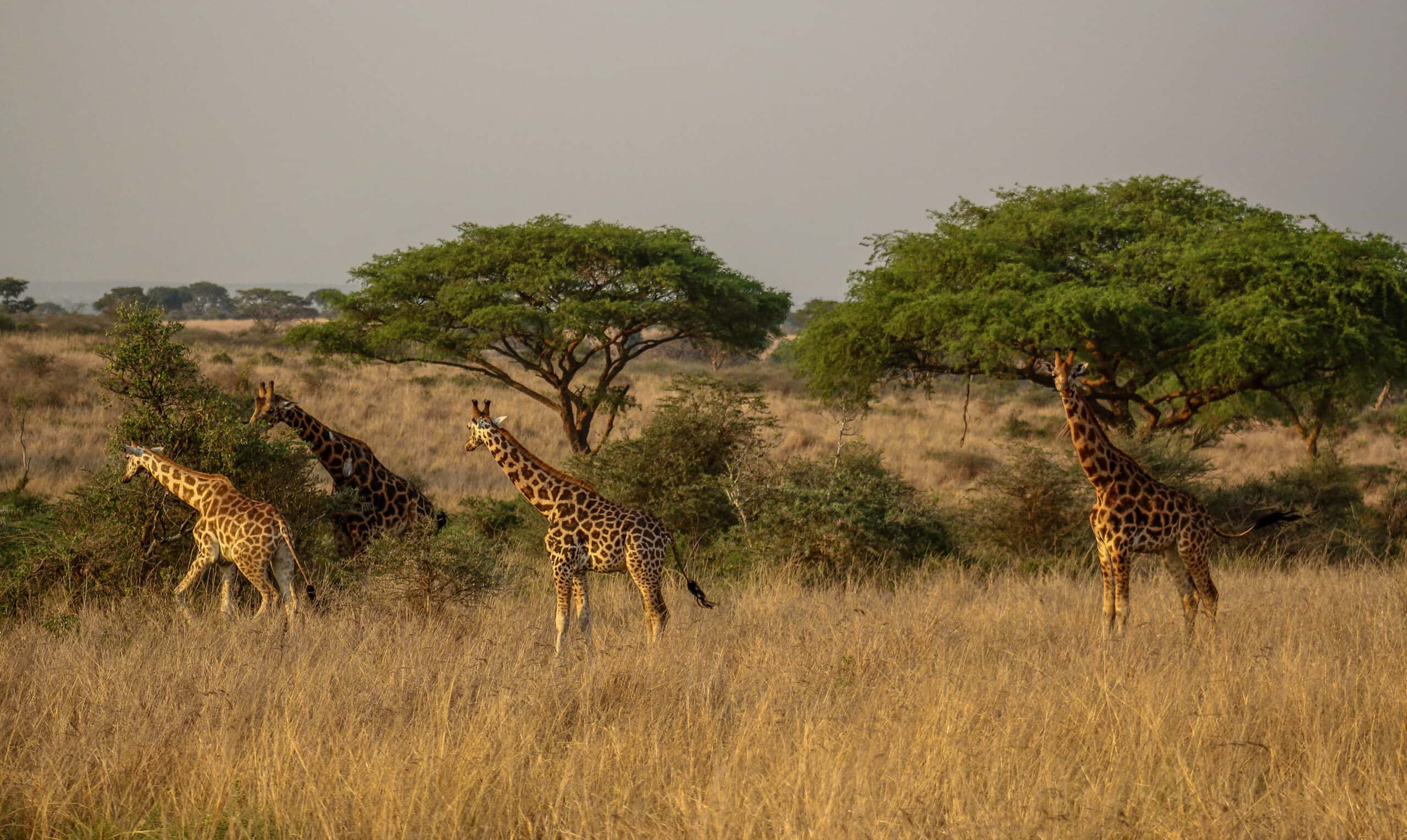 Afrika