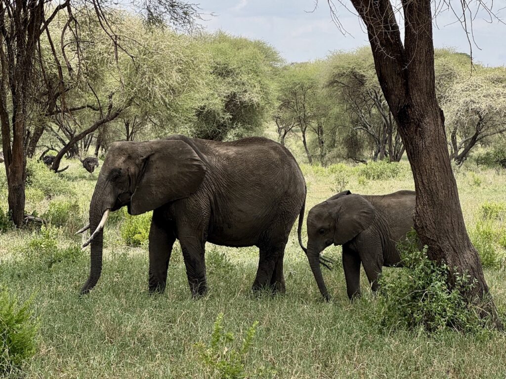 Safari v Tanzánii: Keď realita vyzerá lepšie než dokument