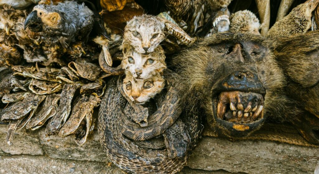 Benin, Togo, Ghana – najväčší voodoo festival